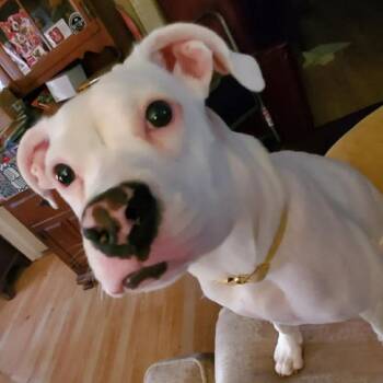 Mixed Breed Dogs Available for Adoption - Pepper | PetCurious