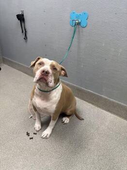 CHIQUITO -  Pit Bull Terrier Dog for Adoption in Las Vegas, Nevada - CHIQUITO | PetCurious