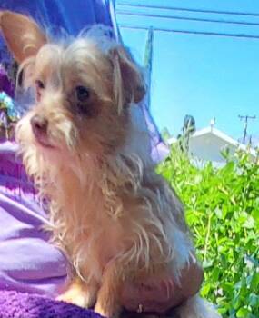 Maltese and Yorkshire Terrier Dogs Available for Adoption in Mentone, California - Maddie | PetCurious