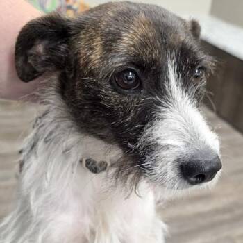 Pinky -  Jack Russell Terrier Dog for Adoption in Ottawa Hills, Ohio - Pinky | PetCurious