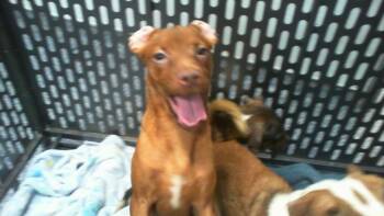 Pit Bull Terrier Dogs Available for Adoption in Charlotte, North Carolina - A1263731 | PetCurious