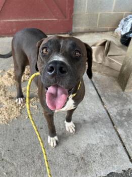 TULIP -  Pit Bull Terrier Dog for Adoption in Charlotte, North Carolina - TULIP | PetCurious