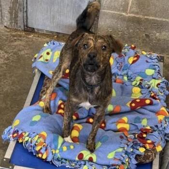 Bobo -  Chihuahua and Jack Russell Terrier Dog for Adoption in Normal, Illinois - Bobo | PetCurious
