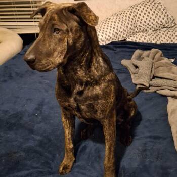 Shar Pei and Corgi Dogs Available for Adoption - Tiger Lilly | PetCurious