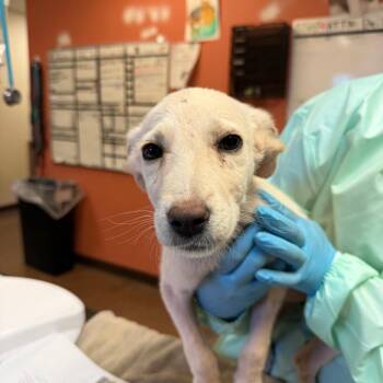 Reba -  Shepherd Dog for Adoption in Flagstaff, Arizona - Reba | PetCurious