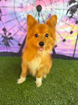 Jimmy Buffet -  Pomeranian Dog for Adoption in Wayne, New Jersey - Jimmy Buffet | PetCurious