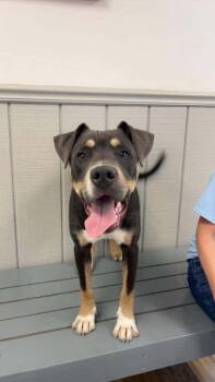 Stromboli -  American Staffordshire Terrier Dog for Adoption in Wayne, New Jersey - Stromboli | PetCurious
