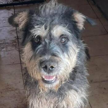 Schnauzer Dogs Available for Adoption - Luca | PetCurious