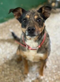 Cattle Dog and Jack Russell Terrier Dogs Available for Adoption - Harlow | PetCurious