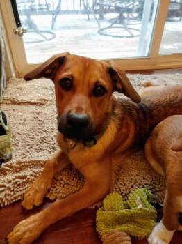 Richard -  Labrador Retriever and Shepherd Dog for Adoption in Littleton, Colorado - Richard | PetCurious