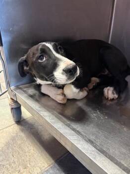 61391658 -  Labrador Retriever and Mixed Breed Dog for Adoption in El Paso, Texas - 61391658 | PetCurious
