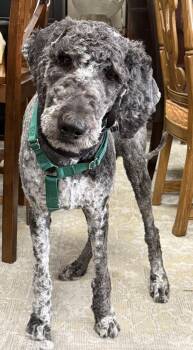 Labrador Retriever Dogs Available for Adoption in Mundelein, Illinois - Hershel | PetCurious