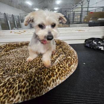 Yorkshire Terrier Dogs Available for Adoption in Irmo, South Carolina - Gus | PetCurious