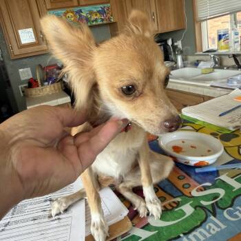 Krissy -  Chihuahua Dog for Adoption in Deming, New Mexico - Krissy | PetCurious