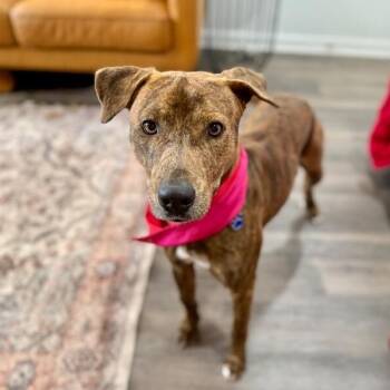 Kermit the Dog -  Pit Bull Terrier and Mountain Cur Dog for Adoption in Friendswood, Texas - Kermit The Dog | PetCurious