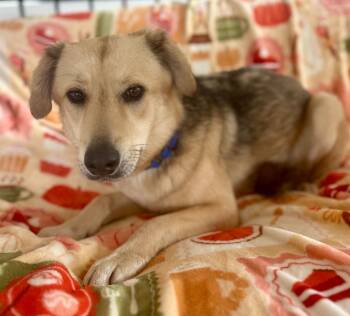 Shepherd Dogs Available for Adoption - Mayah | PetCurious