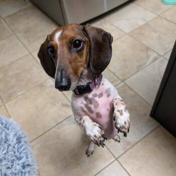 Dachshund Dogs Available for Adoption in West Plains, Missouri - Scout | PetCurious