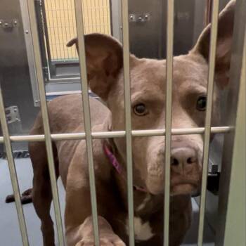 Lily -  Mixed Breed Dog for Adoption in Memphis, Tennessee - Lily | PetCurious