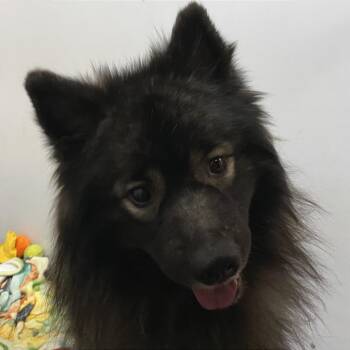 Keeshond Dogs Available for Adoption in Cheyenne, Wyoming - Arlo | PetCurious