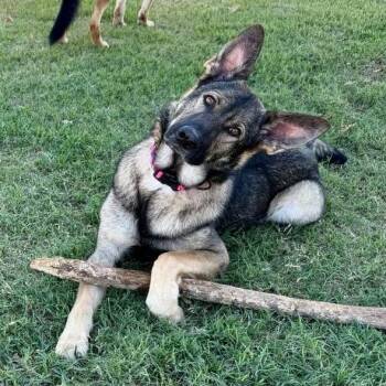 Remi 2 -  German Shepherd Dog Dog for Adoption in Tulsa, Oklahoma - Remi 2 | PetCurious