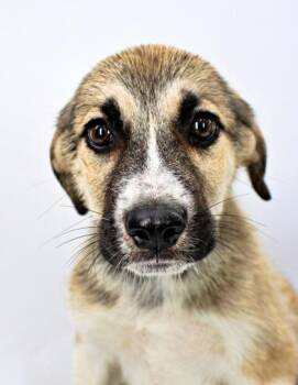 Henry -  Golden Retriever and Anatolian Shepherd Dog for Adoption in Morton Grove, Illinois - Henry | PetCurious