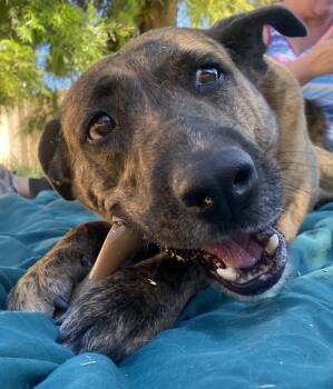 Simone (bonded with Joey) -  Shepherd and Labrador Retriever Dog for Adoption in Phoenix, Arizona - Simone (bonded With Joey) | PetCurious