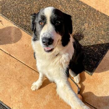 Max -  Great Pyrenees and Border Collie Dog for Adoption in Lyndhurst, Virginia - Max | PetCurious