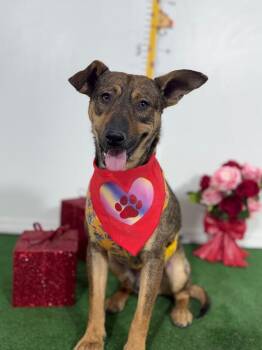 Mountain Cur and Labrador Retriever Dogs Available for Adoption in Carlsbad, California - Mayo-One Of Our Amazing Rescue Dogs | PetCurious