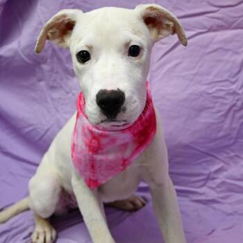 Mochi -  Labrador Retriever and Pit Bull Terrier Dog for Adoption in Beaumont, Texas - Mochi | PetCurious