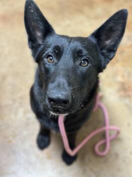 Rescue German Shepherd Dog Dogs for Adoption in Mansfield, Texas - Midnight | PetCurious