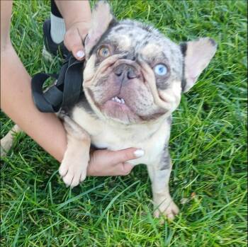 Cookie -  French Bulldog Dog for Adoption in Thompson Falls, Montana - Cookie | PetCurious