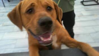 A1266081 -  Labrador Retriever Dog for Adoption in Charlotte, North Carolina - A1266081 | PetCurious