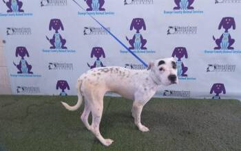 PARIS -  Shar Pei and Dalmatian Dog for Adoption in Orlando, Florida - PARIS | PetCurious