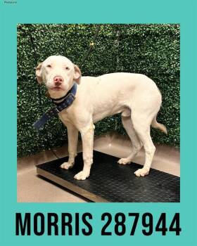 Mixed Breed Dogs Available for Adoption - MORRIS | PetCurious