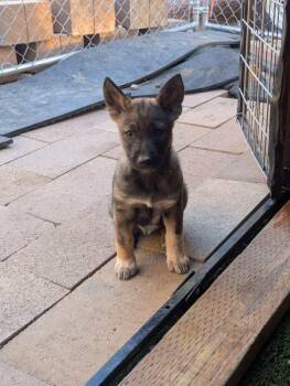 Drive Thru litter, Panda - located in UT -  Belgian Shepherd Malinois and Australian Cattle Dog Blue Heeler Dog for Adoption in Imlay City, Michigan - Drive Thru Litter, Panda - Located In UT | PetCurious