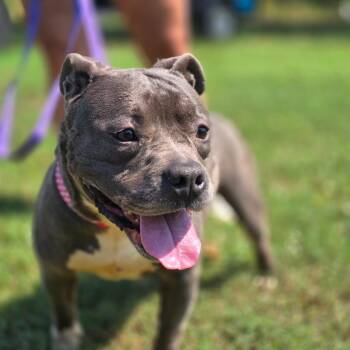 Pixie -  French Bulldog and English Bulldog Dog for Adoption in Cartersville, Georgia - Pixie | PetCurious