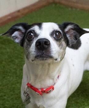 Terrier Dogs Available for Adoption in Encinitas, California - Starbie | PetCurious