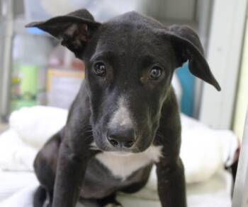 Rescue Labrador Retriever and Mixed Breed Dogs for Adoption in Picayune, Mississippi - Kraken | PetCurious