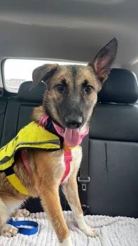 Mixed Breed Dogs Available for Adoption in Dallas, Texas - NEVADA | PetCurious