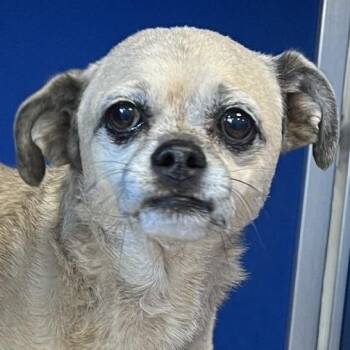 Precious -  Mixed Breed Dog for Adoption in Las Cruces, New Mexico - Precious | PetCurious