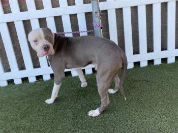 Pit Bull Terrier and Mixed Breed Dogs Available for Adoption in Modesto, California - CAILLOU | PetCurious