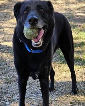 Porter -  Labrador Retriever Dog for Adoption in Novato, California - Porter | PetCurious