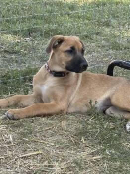 Hazel-I26035 -  Shepherd Dog for Adoption in Anoka, Minnesota - Hazel-I26035 | PetCurious