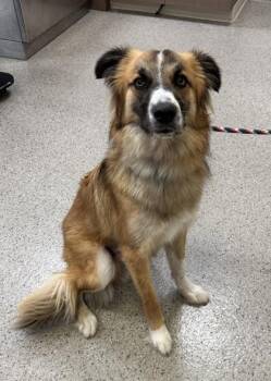 Enzo -  Border Collie and Australian Shepherd Dog for Adoption in Fishers, Indiana - Enzo | PetCurious