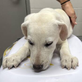 Grover -  Labrador Retriever Dog for Adoption in Lufkin, Texas - Grover | PetCurious