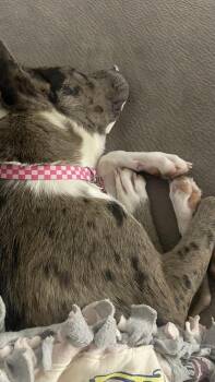 Catahoula Leopard Dog Dogs Available for Adoption in Sedalia, Colorado - New York | PetCurious