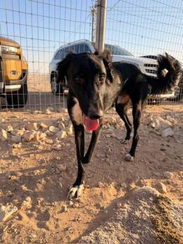 CANE -  Saluki and Greyhound Dog for Adoption in Agoura Hills, California - CANE | PetCurious