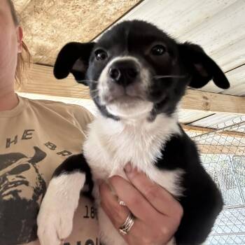 Border Collie Dogs Available for Adoption in Pine Bluff, Arkansas - Ginger | PetCurious