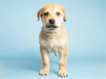 Pit Bull Terrier and Shar Pei Dogs Available for Adoption - COPPER | PetCurious