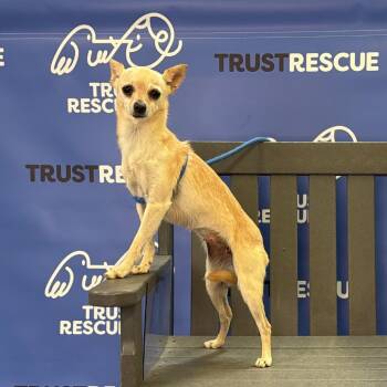 MADEIRA -  Chihuahua Dog for Adoption in Waterford, New Jersey - MADEIRA | PetCurious
